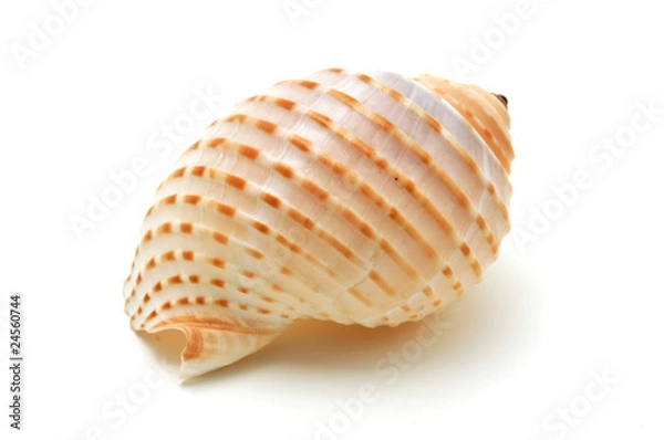 Obraz Seashell