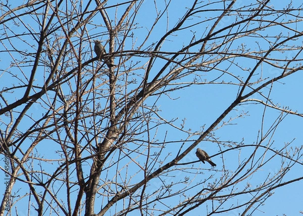 Obraz 겨울 나무가지에 새