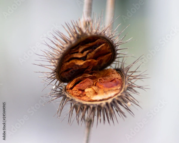 Obraz chestnuts on a white background