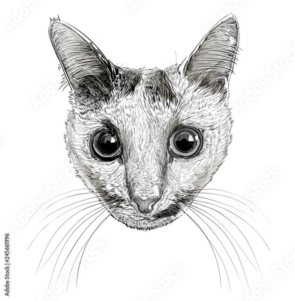 Fototapeta portrait of a cat in graphics, sketch vector  monochrome illustration on white background