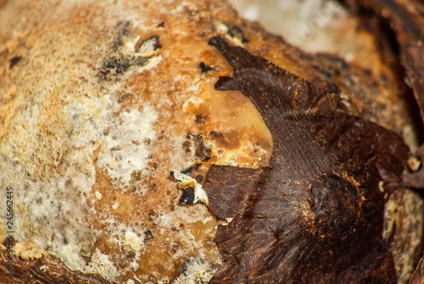 Fototapeta Texture of spoiled coconut