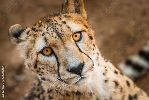 Obraz Close up animal portrait of Cheetah, African big cat, relaxing after having meal