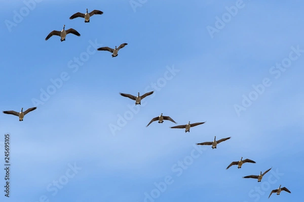 Obraz Canada Geese in flight