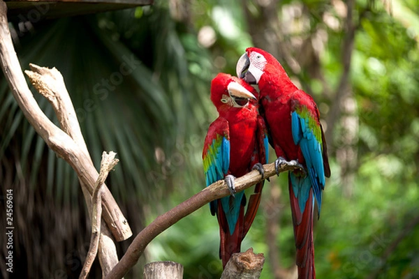 Fototapeta Colorful scarlet macaw perched on a branch