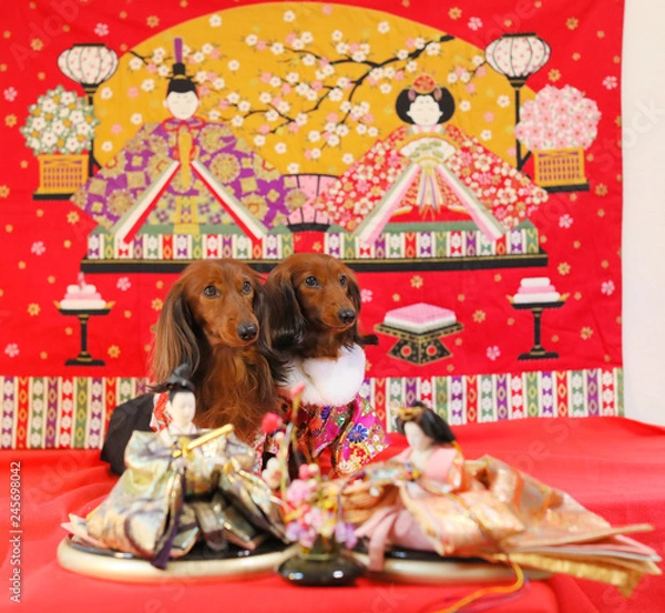 Obraz ひなまつりを楽しむダックスフンド