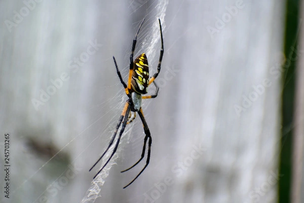 Obraz Garden spider on web