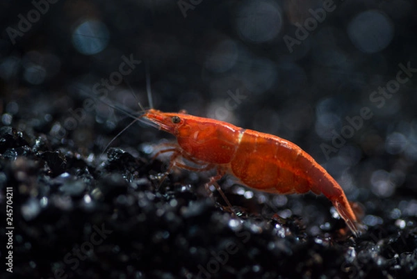 Fototapeta Macro photo of red shrimp close-up with a cool bokeh in the aquarium