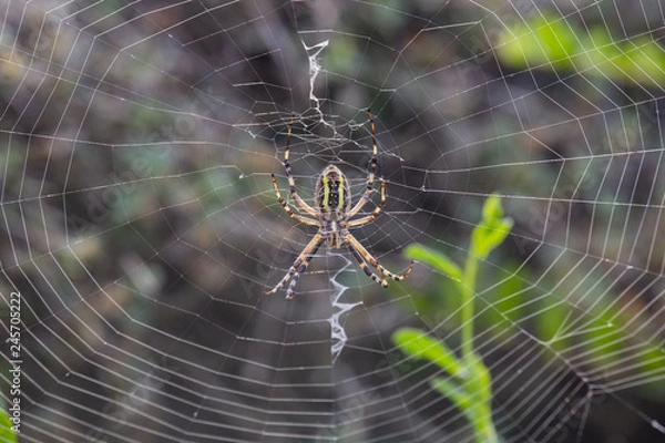 Obraz Argiope Audouin spider
