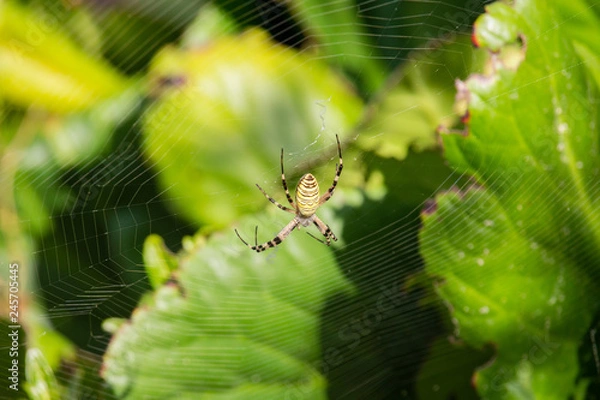 Obraz Argiope spider on sunset