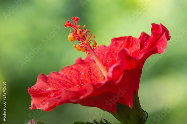 Obraz Red Hibiscus Flower