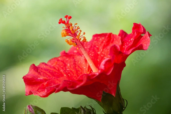 Obraz Red Hibiscus Flower