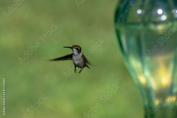 Obraz hummingbird in flight