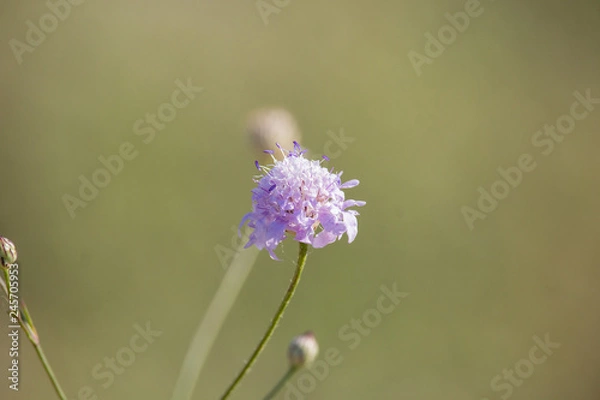Obraz purple field flowers