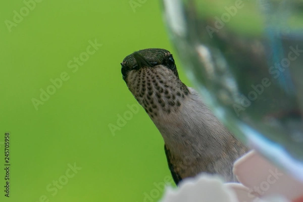 Obraz Closeup of Hummingbird