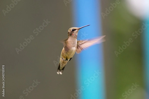 Obraz hummingbird in flight