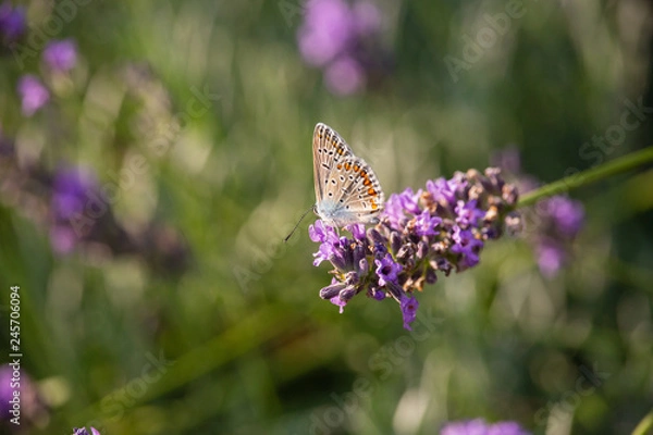 Obraz Polyommatus icarus on Thymus flower
