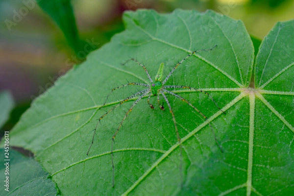 Obraz Spider on Leaf