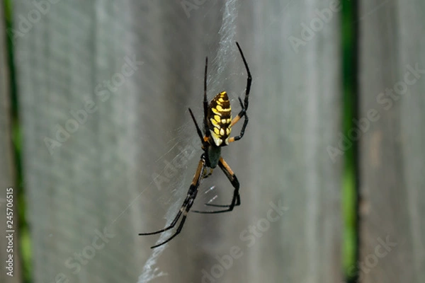 Obraz Garden spider on web