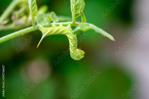 Obraz Horn worm on plant
