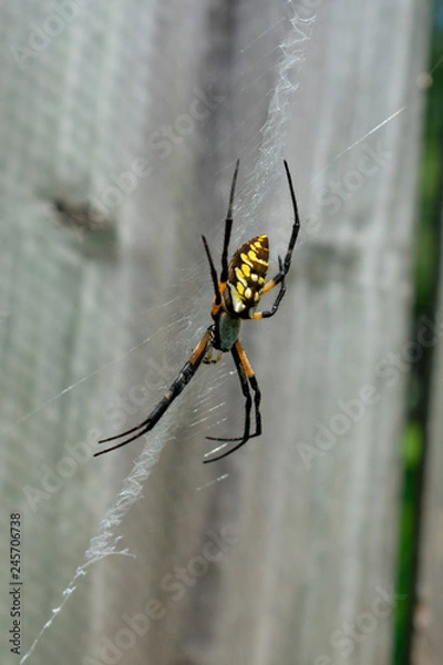 Obraz Garden spider on web