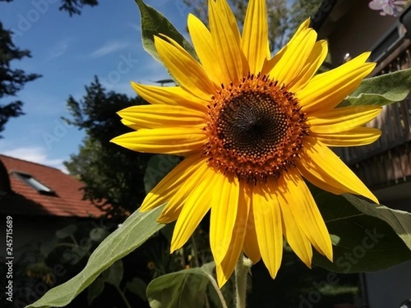 Fototapeta Sonnenblume