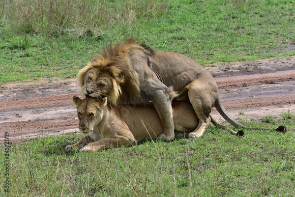 Fototapeta Lions Mating