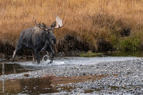 Fototapeta Moose Crossing a River