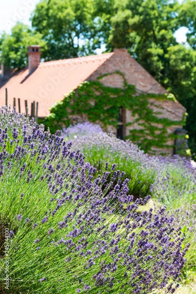 Obraz Beautiful lavender background