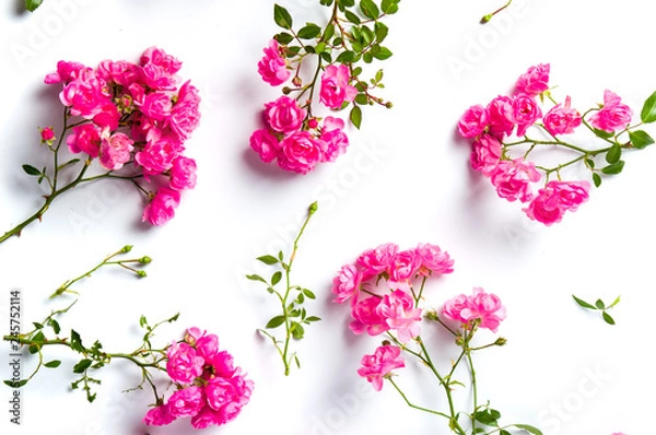 Obraz Pink roses on white background top view