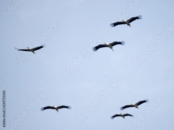 Fototapeta OLYMPUS DIGITAL CAMERA