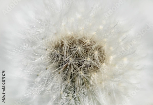 Obraz White Dandelion flower close up. Flower texture. Mock up or template.