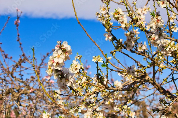 Fototapeta Flowering Almond Branch.