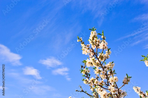 Fototapeta Flowering Almond Branch.