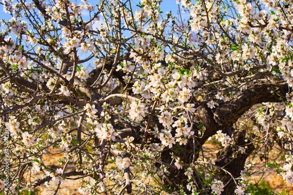Fototapeta Flowering Almond Branch.