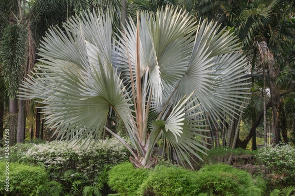 Obraz Bismarckia nobilis Silver palm in the garden.