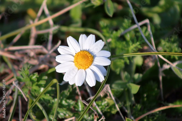 Obraz daisy in green grass