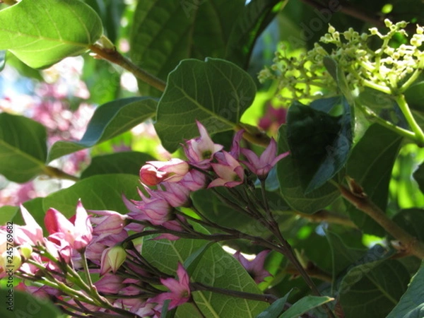 Obraz Flor de arbusto