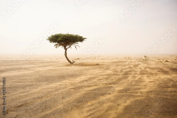 Fototapeta Pojedyncze drzewo na środku pustyni Sahara z burzą piasków