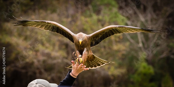Obraz Yellow Billed Kite