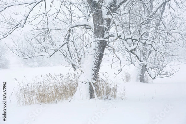Obraz Bäume im Scheetreiben
