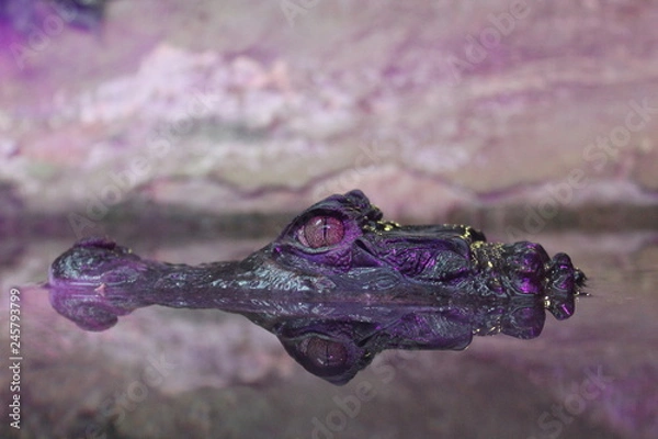 Obraz crocodile watching the prey