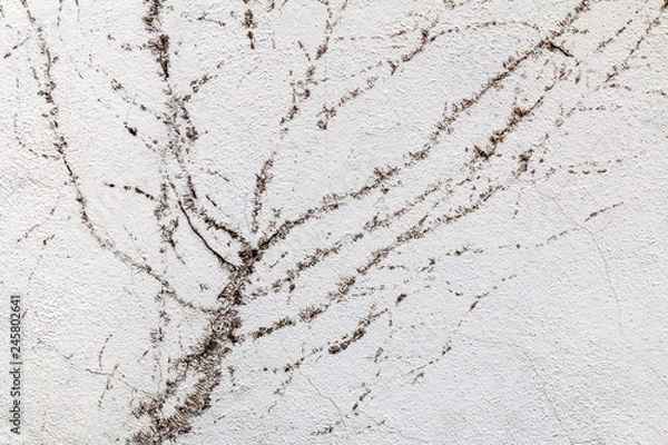 Fototapeta vieux mur avec incrustation vegetal