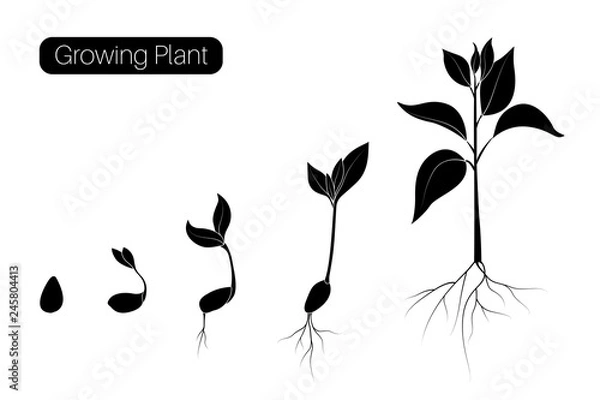 Obraz Plant growth phases infographic. Evolution germination progress concept. Seed, bean, sprout organic agriculture.