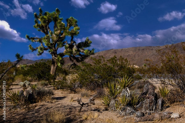 Obraz Joshua tree