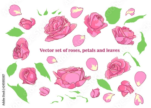 Fototapeta  Vector set of roses, petals and leaves