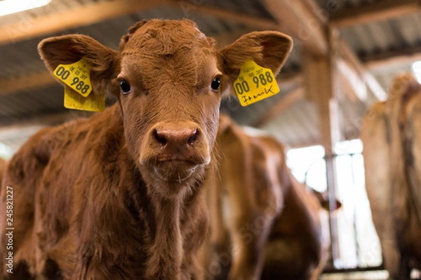 Fototapeta Neugieriges Kälbchen