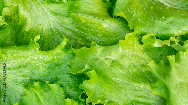 Fototapeta Fresh cut leaves of green lettuce texture, top view