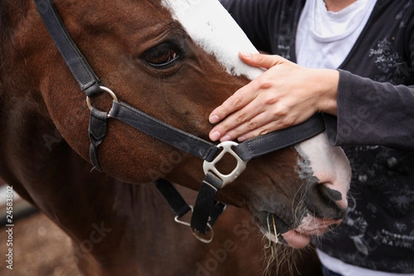 Obraz Pferdeosteopathie