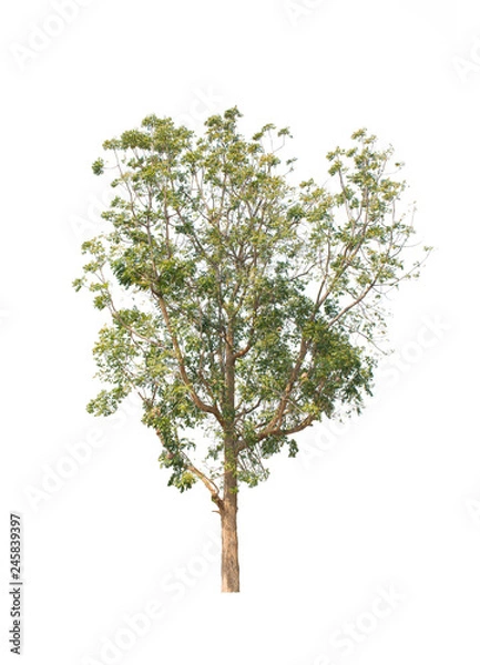 Fototapeta tree isolate on white background