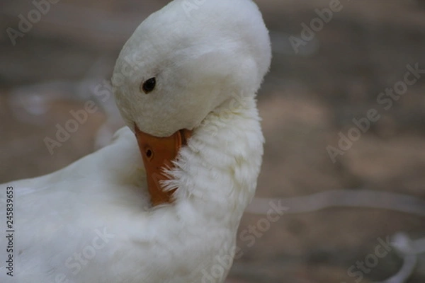 Obraz Pato
